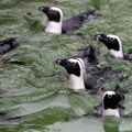 Afrički pingvini mogli bi nestati do 2035, poručuju aktivisti – odustajanje nije opcija