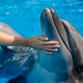 Delfin se zaljubio u ženu koja ga je trenirala, tražio više od igre: Kad su ih razdvojili, ubio se od tuge