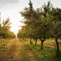 Kod Zrenjanina prvi sistem za grejanje voćnjaka toplim vazduhom u Srbiji