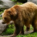 Dva lovca povređena u napadu ranjenog medveda na istoku Finske