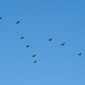 U Litvaniji sumnjivi dron bio zapravo jato ptica