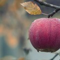 Danas: Voćar iz Kisača prodao jabuke po 42 dinara, za dva dana u marketima koštale 129 dinara