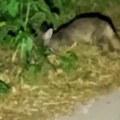 Neobično stvorenje viđeno u vlaškom polju Snimak sve zabeležio - šta je ovo uopšte? (video)