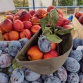 Ljuba Aličić na Svetog Iliju, spoj tradicije i degustacije: Manifestacija „Šumadijski dani šljive” u Stragarima kod Kragujevca…