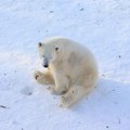 Malo arktičko selo na Aljasci želi da turisti dolaze da posmatraju polarne medvede