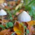 "Magične pečurke" pomažu u lečenju zavisnosti od kokaina
