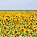 Произвођачи сунцокрета незадовољни аконтном ценом: Најављују протест