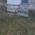 Poskok u dvorištu seoske škole! Meštanin Milorad sam uhvatio opasnog gmizavca i to na genijalan način