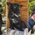Mancika je preživela život pored puta, a sada čeka svoju porodicu: Pomozimo joj da pronađe dom! Ne kupuj - udomi