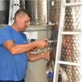 U Banoštoru se vinogradari uveliko pripremaju za prvu berbu Poslednji toplotni talas loza dobro podnela