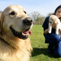 Životinje: Penzija za psa vodiča, oca više od 300 štenaca