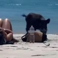 Divlja zver snimljena na plaži Par se sunčao, samo je dojurila! Prestravljeni su pobegli glavom bez obzira (VIDEO)