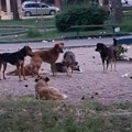 Bujanovčanku na šetalištu napali psi, prolaznici sprečili tragediju
