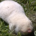 Redak primerak: Albino slepo kuče pronađeno u Srbiji