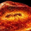 Spektakularno otkriće! Istraživači u baltičkom ćilibaru otkrili fosil mrava starog 40 miliona godina: "Fascinantno je kada…