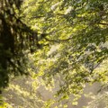 Шума која лечи, Бусако у Португалији једно од четири сертификована уточишта на свету
