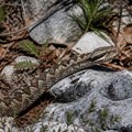 Australijanku ujeo poskok u Albaniji, snimak spasavanja postao viralan