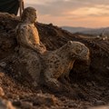 Čovek je pre: 11.000 godina "jahao" leoparda: Arheolozi otkrili neverovatnu skulpturu na jednom od najstarijih lokaliteta na…