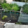 Policija mu našla pun plastenik droge: Zaplenjeno više od 60 kilograma narokitka, uhapšen osumnjičeni u Novom Sadu