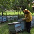 (Video) Stršljeni kao da su načisto poludeli! Napadaju u rojevima, žena u Sopotu umrla na licu mesta, muškarac iz Bajine Bašte…