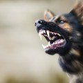 Пас напао дете (9) у Власотинцу: Ухапшен власник, дечак превезен у клинички центар у Нишу