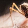 Zabrinutost u celoj Evropi zbog komaraca