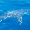 Ajkula kružila oko broda u Crnoj Gori: Ogromna morska zver snimljena nedaleko od Luštice, evo šta ju je privuklo (video)