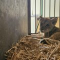 "Otkazuju joj bubrezi i jetra": Mala lavica pronađena kod Subotice u jako lošem stanju, veterinari joj se bore za život