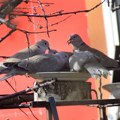 Ptice moje hranilice – jedinstvena akcija brojanja letećih komšija