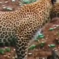 Leopard primetio da hijena želi da uhvati mladunče antilope Usledio neverovatan potez leoparda, snimak rasplakao društvene…