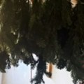 Tanja oprala jelku u kadi, pa ostala u potpunom šoku: "Gore je nego što sam mislila"