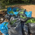Otkrivena najveća plantaža marihuane: Neverovatne slike iz Crne Gore, policija je mesecima radila na slučaju (foto)
