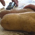 Krompir od skoro dva kilograma u Kućanima (VIDEO)