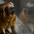 Retki i veoma vredni majmuni ukradeni iz zoološkog vrta: nakon 11 godina usledio neverovatan obrt!