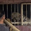 Leopard upao u podrum pića i nasrnuo na dvojicu radnika: Zastrašujući snimak iz Indije obišao svet (video)