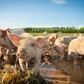 Srpsko svinjarstvo u krizi, dok Evropa obara cenu mesa