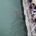Velika ajkula postala prava atrakcija! Više od pola miliona ljudi došlo u park da je vidi, uporno je odbijala da napusti…