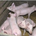 Потресна исповест узгајивача из Лознице у дану изгубио 300 свиња: "Ништа није могло да дође до њих, не знам шта се…