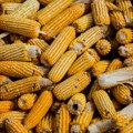 Slovenija: Berba kukuruza dobra, otkupne cijene prepolovljene