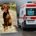 Ovo je pas koji je izazvao tragediju: Skočio vlasnici u krilo tokom vožnje, ona sletela u kanal, a njen ujak poginuo: Sada je…
