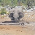 Prizori na safariju koji se retko viđaju: Životinjska solidarnist na delu, slon pokušao da spase "plen" gladnih lavova…