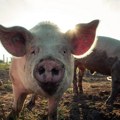 Zbog pojave afričke kuge svinja u Crnoj Bari kod Bogatića eutanazirano 212 grla