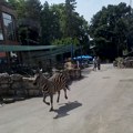 Ovako je počeo haos u Beo zoo vrtu: Snimak zebre u bekstvu kruži mrežama, povredila dvoje odraslih i mališana (2)