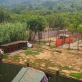 Nerazvijena opština Aleksinac izdvaja stotine hiljada evra za „ujede“ napuštenih pasa: Privatno prihvatilište nudi rešenja, a…