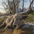 Srbija i priroda: Krčedinska ada – „dunavski safari“ na kojem se odvija drama
