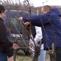 Proizvođači vina iz levačkog vinogorja