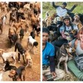 U najvećem utočištu na svetu živi 1.800 pasa, posećuju ga turisti, volonteri i ljudi velikog srca (VIDEO)