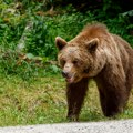 Medved napao ženu u Sloveniji, životno ugrožena! Pobegao natrag u šumu, policija stanovništvu savetuje da izbegava šetnje…