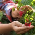 Maline iz Srbije jeftinije na Novom Zelandu nego kod nas