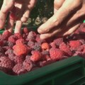 Uskoro počinje berba malina: Malinari očekuju veće otkupne cene, u pojedinim zasadima rod slabiji